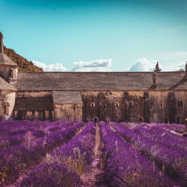 Provence Lavener-in-bloom-1024x684